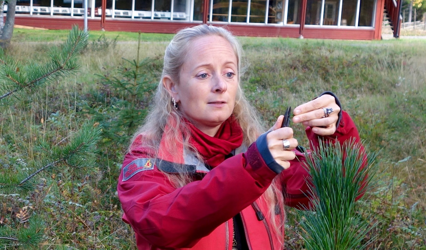 Örtterapeuten: Håll värmen med barr i vinter