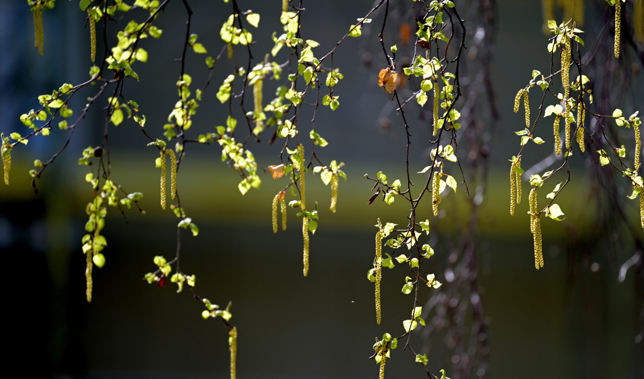 Varning för höga halter av björkpollen