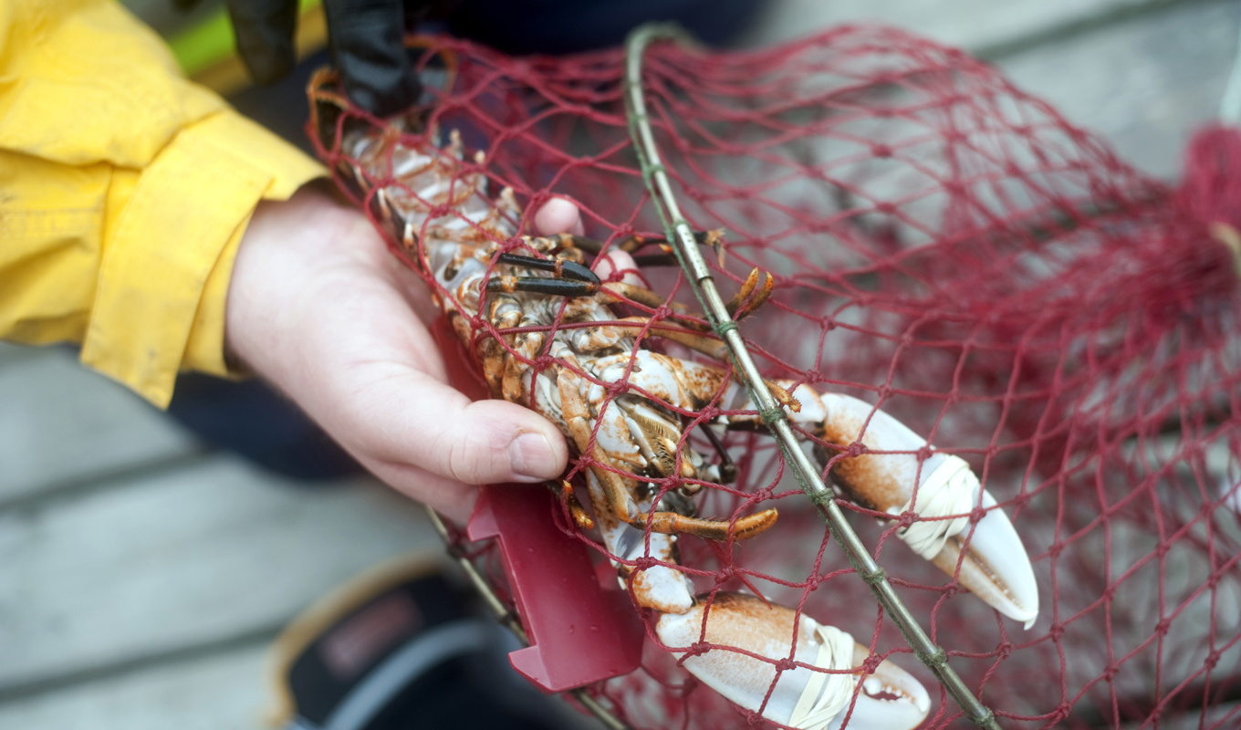 Nya hummerregler ska minska spökfiske