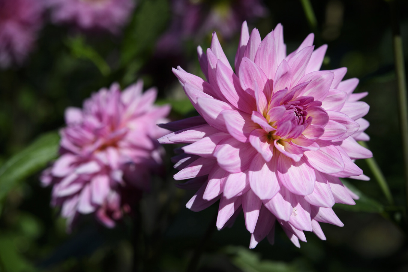 Blomtjuvar i Arvika – 200 plantor saknas